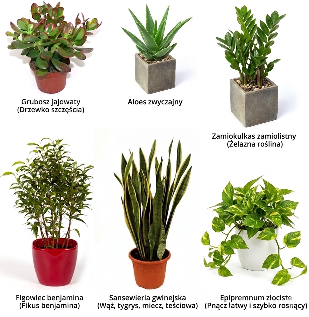 rośliny łatwe do uprawy w domu